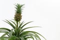 Small baby pineapple growing on a plant isolated on white background with copy space Royalty Free Stock Photo