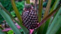 Small baby pineapple plant in the garden Royalty Free Stock Photo