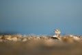 Small baby piping plover on the sandy shore