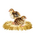 Small baby quails on the straw roost. Watercolor illustration. Hand drawn quail chicks on hay. Couple of small farm
