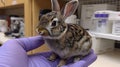 Small baby rabbit held in hand, veterinary clinic, care Royalty Free Stock Photo