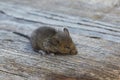 Small baby rodent mouse on a wooden background