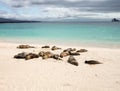 Small baby seal among others on beach Royalty Free Stock Photo