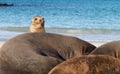 Small baby seal among others on beach Royalty Free Stock Photo