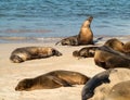 Small baby seal among others on beach Royalty Free Stock Photo