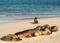 Small baby seal among others on beach Royalty Free Stock Photo