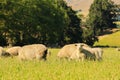 Small baby sheep farm over green glass