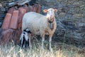 A small baby sheep, lamb sucking milk from its mother`s udders Royalty Free Stock Photo