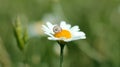 Small baby snail on the bloomin dasy flower Royalty Free Stock Photo