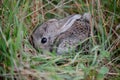 Small baby Spanish rabbit hidden and camouflaged in the grass