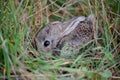 Small baby Spanish rabbit hidden and camouflaged in the grass