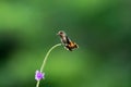 Small baby Tufted Coquette hummingbird perching on a vine with tail flared