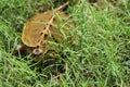 A baby turtle hiding in the grass Royalty Free Stock Photo