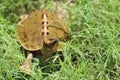 A baby turtle hiding in the grass Royalty Free Stock Photo