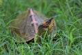 A baby turtle hiding in the grass Royalty Free Stock Photo