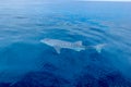 a small baby Whale Shark, shot from a boat, Nigaloo Reef Western Australia Royalty Free Stock Photo