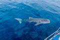 a small baby Whale Shark swimming next to a boat, shot from a boat, Nigaloo Reef Western Australia Royalty Free Stock Photo