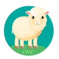 Small baby white ewe stands on green grass