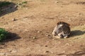 A small baby Zebra - Hippotigris lies on the ground