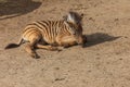 A small baby Zebra - Hippotigris lies on the ground Royalty Free Stock Photo