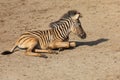 A small baby Zebra - Hippotigris lies on the ground Royalty Free Stock Photo