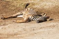 A small baby Zebra - Hippotigris lies on the ground Royalty Free Stock Photo