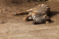 A small baby Zebra - Hippotigris lies on the ground Royalty Free Stock Photo