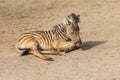 A small baby Zebra - Hippotigris lies on the ground Royalty Free Stock Photo