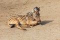 A small baby Zebra - Hippotigris lies on the ground