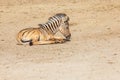 A small baby Zebra - Hippotigris lies on the ground Royalty Free Stock Photo