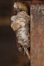 Small Bagworm Moth Royalty Free Stock Photo