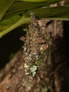 Small Bagworm Moth Royalty Free Stock Photo