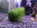 Small ball of green moss, also called Marimo in aquarium. Royalty Free Stock Photo