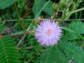 Close-up of the flower of a mimosa pudica Royalty Free Stock Photo