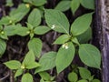 Small balsam, Impatiens parviflora, growing