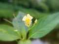 Small balsam (Impatiens parviflora)