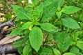 Small Balsam, Impatiens parviflora