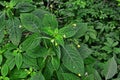 Small Balsam, Impatiens parviflora