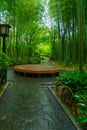 Small bamboo forest, in Shuzenji