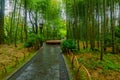 Small bamboo forest, in Shuzenji