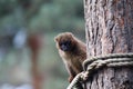 Small bamboo lemur perched on a tree trunk with several ropes hanging off the side Royalty Free Stock Photo