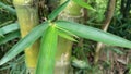 small bamboo tree with green leaves. Royalty Free Stock Photo