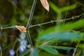 Small bamboo tree trunk with blur background Royalty Free Stock Photo