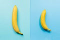 Small Banana compare size wish banana on blue background. Sexual life libido penis size and potency concept.