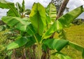 Small banana plant. Indian banana tree image