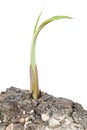 Small banana tree growing on dry ground isolated