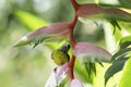 Cute yellow bird perching on a tropical Pink Heliconia flower in a garden