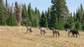 Small band of five wild horses running uphill in the Pryor Mountains in Montana United States