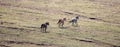 Small band of three wild horses running free in the Pryor Mountains of the western USA Royalty Free Stock Photo