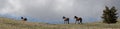 Small band of three wild horses running on mountain ridge in the western United States Royalty Free Stock Photo